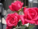 Sweet Harriette rose photo