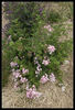Sweet Flora rose photo