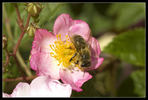 Sweet Flora rose photo