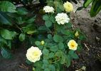 Goldrush rose photo