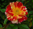 Charlie Brown ™ rose photo