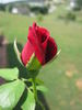 Ink Spots rose photo