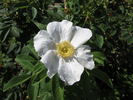 White Hedge rose photo