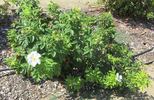 White Hedge rose photo