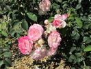 Golden Angel X “R. Soulieana - Ralph Moore’s Putative version” rose photo
