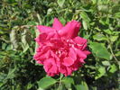 Grandmom Schmidt rose photo