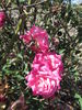 Pam's Pink rose photo