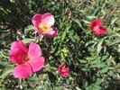 Miss Lowe's Variety rose photo
