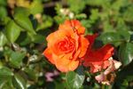 FRYnote rose photo