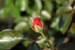 FRYnote rose photo