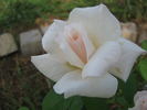 Edina rose photo