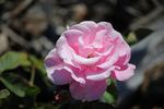Frau Astrid Späth rose photo