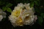 Hakuun rose photo