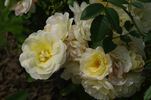 Hakuun rose photo