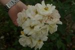 Hakuun rose photo