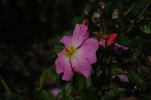 Heideröslein rose photo