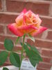 Autumn Bliss rose photo