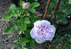 Antonie Schurz rose photo