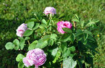 Antonie Schurz rose photo