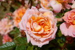 Jour de fête rose photo