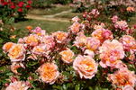 Jour de fête rose photo