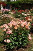 Jour de fête rose photo