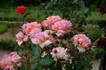 Jour de fête rose photo