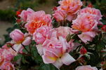 Jour de fête rose photo