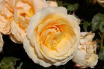 Tentation rose photo