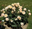 Tentation rose photo