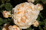 Tentation rose photo