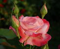 Big Apple ® (hybrid tea, J rose photo