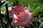 Big Apple ® (hybrid tea, J rose photo