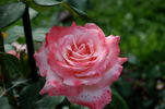 Big Apple ® (hybrid tea, J rose photo