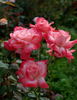 Big Apple ® (hybrid tea, J rose photo