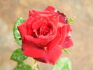 Memphis King ™ rose photo