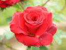Memphis King ™ rose photo