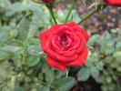 Red Rosamini ® rose photo