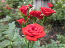 Red Rosamini ® rose photo