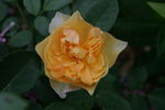 Golden Fleece rose photo