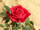 Sweet Harriette rose photo