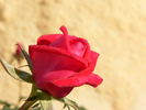 Sweet Harriette rose photo