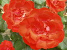 Cookies ® rose photo