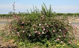 Ramona (hybrid laevigata, Dietrich rose photo