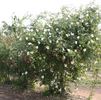 Mrs. Richard Turnbull rose photo