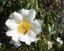 Mrs. Richard Turnbull rose photo