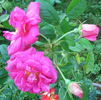 Augusta rose photo