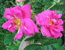 Augusta rose photo