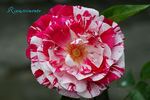 Rinascimento ® rose photo