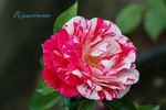 Rinascimento ® rose photo